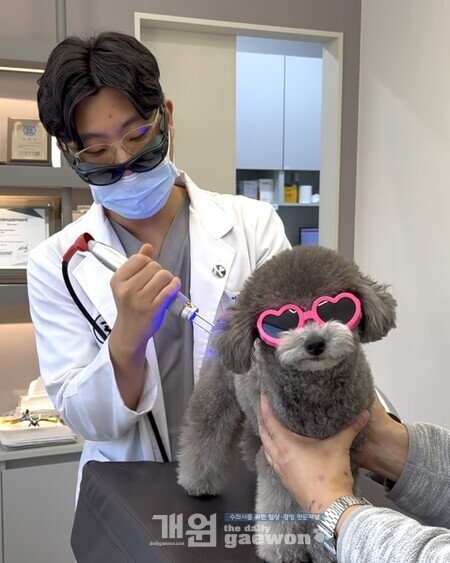 [유저 인터뷰] 오로레이저  “반려동물 피부치료 새로운 패러다임 열어”