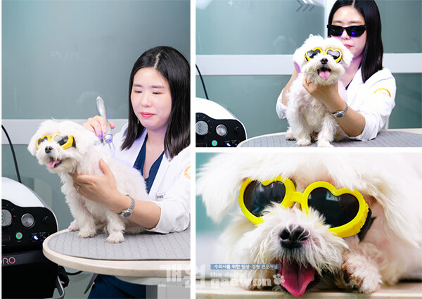 [유저 인터뷰] 장원정(안산 조이동물의료센터) 내과원장 | 오로레이저